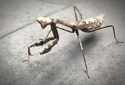 High angle view of insect on leaf