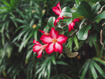 Close-up of pink flowering plant