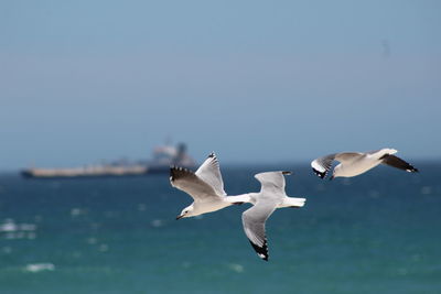 Seagulls flying over sea against sky