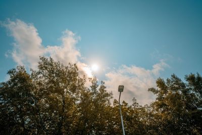 Low angle view of trees against sky