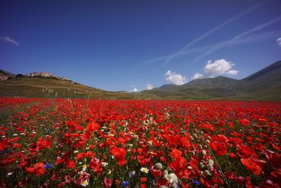 Red flowering plants on field against blue sky