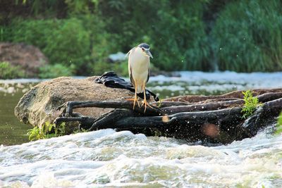 Bird perching on rock