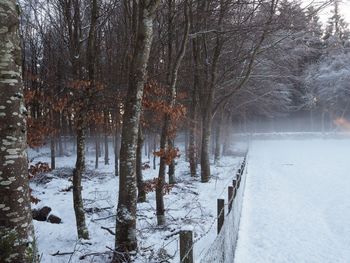 Bare trees in forest during winter