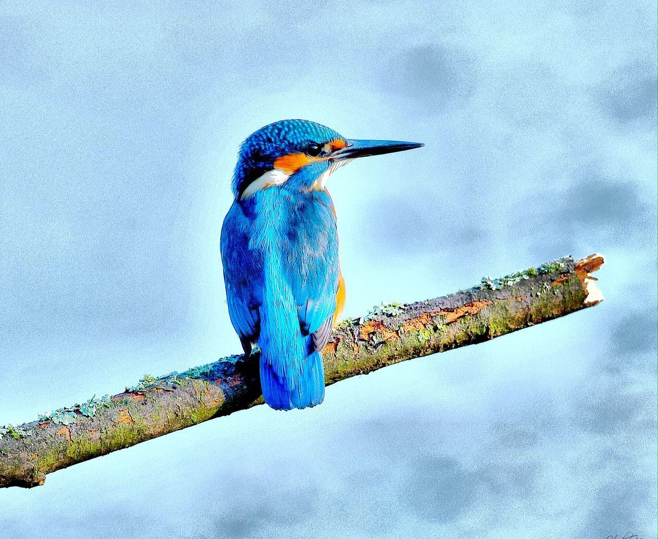 BLUE BIRD PERCHING ON A BRANCH AGAINST SKY