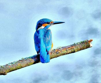 Blue bird perching on a branch