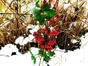 Close-up of snow on plants during winter