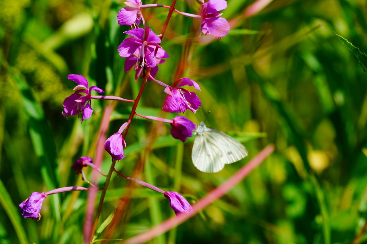 CLOSE-UP OF PURPLE FLOWERING PLANTS