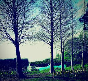 Bare trees on field against sky