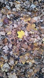 High angle view of maple leaves