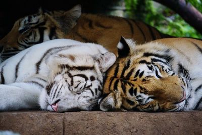 Three tigers sleeping