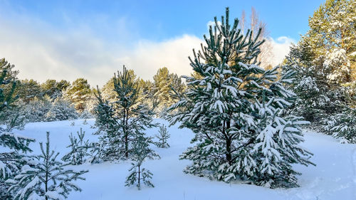 Pine forest after a heavy snowfall covered with tick snow cover. beautiful sunny cold winter day.