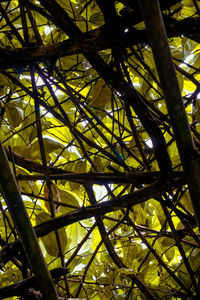 Low angle view of bamboo tree