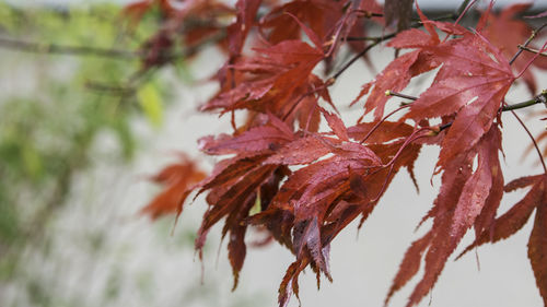 Close-up of red maple leaves on tree