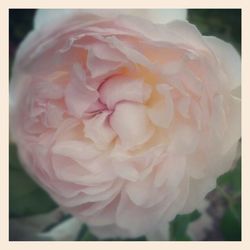 Close-up of pink flower