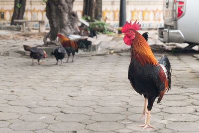 Roosters on footpath 