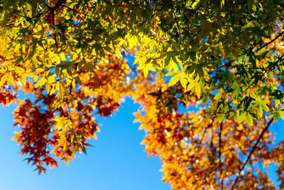 Low angle view of maple tree against sky