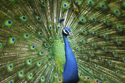Close-up of peacock background domination
