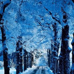 Snow covered trees