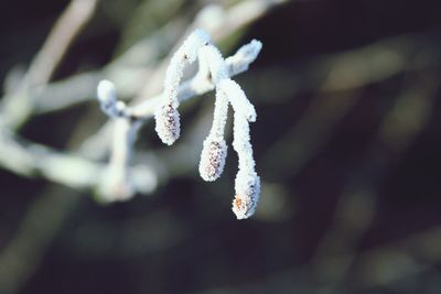 Close-up of white flowers