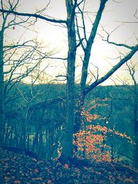 Bare trees against sky