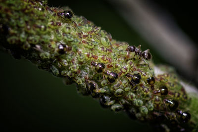 Close-up of raindrops on leaf