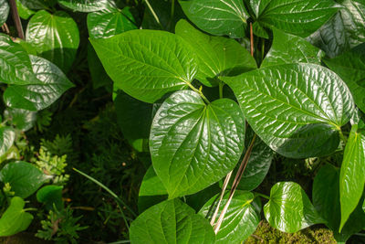 Close-up of green leaves