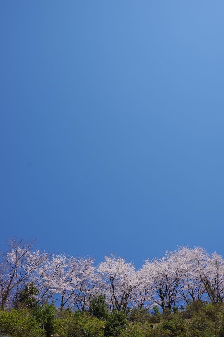 sky, plant, blue, tree, beauty in nature, copy space, tranquility, clear sky, no people, tranquil scene, nature, day, scenics - nature, low angle view, growth, land, outdoors, branch, flower, non-urban scene, cherry blossom