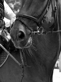 Close-up of horse head