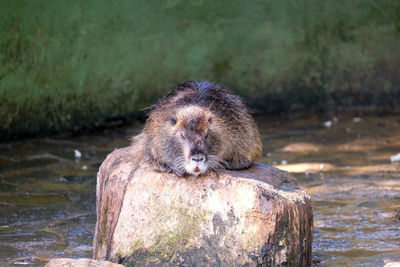 View of an animal on rock against lake