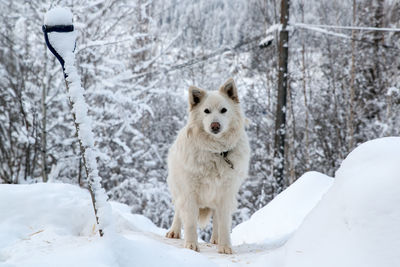 Portrait of white dog on snow against bare trees