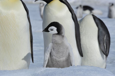 View of birds in snow