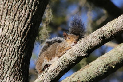 Close-up of squirrel on tree trunk