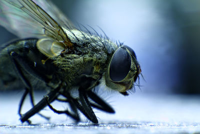 Close-up of insect on plant