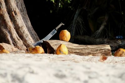 Coconuts against trees at beach on seychelles 