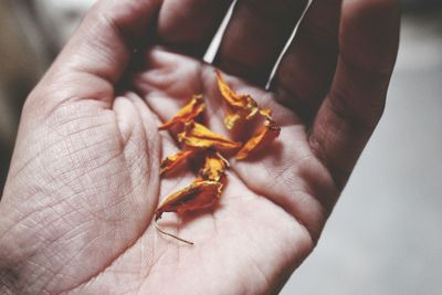 Close-up of hand holding leaf