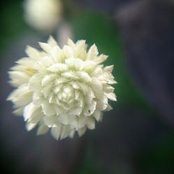 Close-up of white flowers