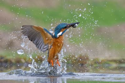 Bird flying in the water