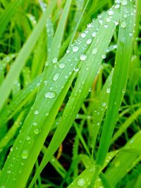 Close-up of water drops on grass