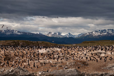 Flock of birds in the mountains