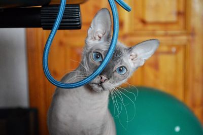 Close-up portrait of a blue eyed sphynx cat