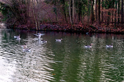 Swans swimming in lake