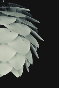 Close-up of white flowering plant against black background