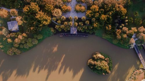 High angle view of flowering plants by fountain