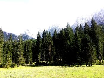 Trees against clear sky