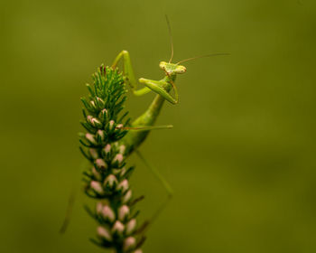 Close-up of insect on plant