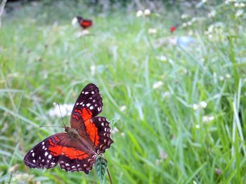 Close-up of butterfly pollinating on flower