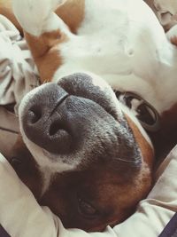 Close-up of a dog sleeping