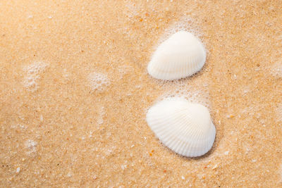 Close-up of seashell on beach