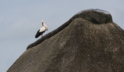 Low angle view of seagull perching on rock against clear sky