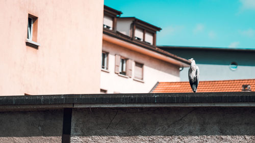 Low angle view of bird on retaining wall against building and sky